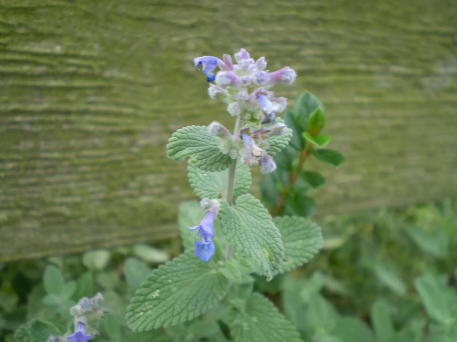 Catmint (Nepeta X Faassenii) — ground cover / perennial for full or half or shade