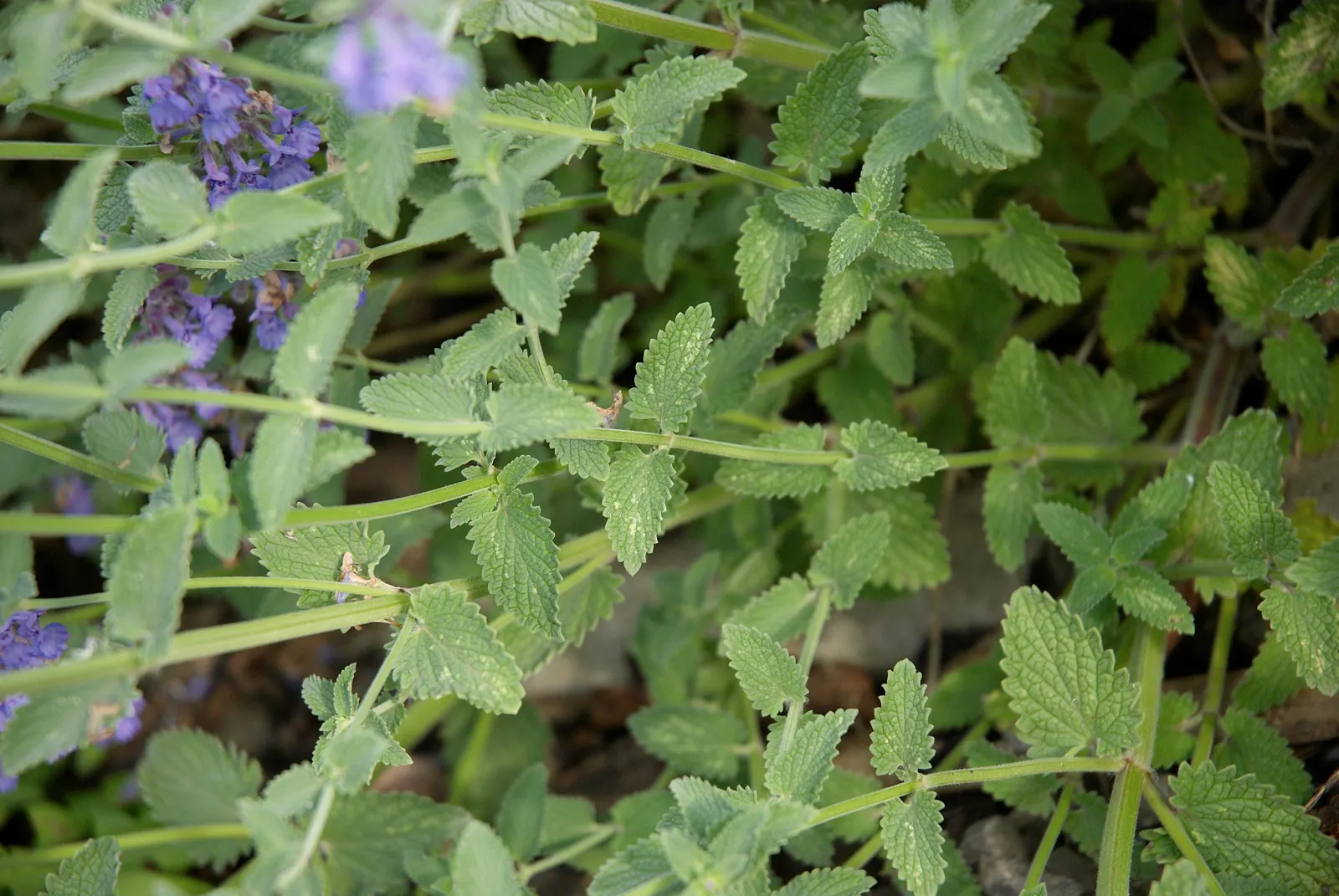 Catmint (Nepeta X Faassenii) — Despite being drought-tolerant once established