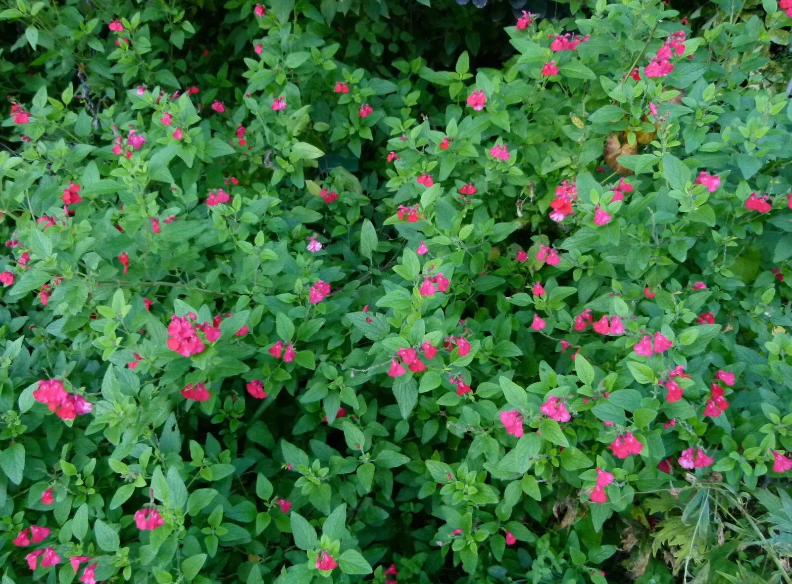 Catmint (Nepeta X Faassenii) — it's a low-maintenance addition offering lasting charm and interest; is a popular perennial herbaceous plant renowned for its