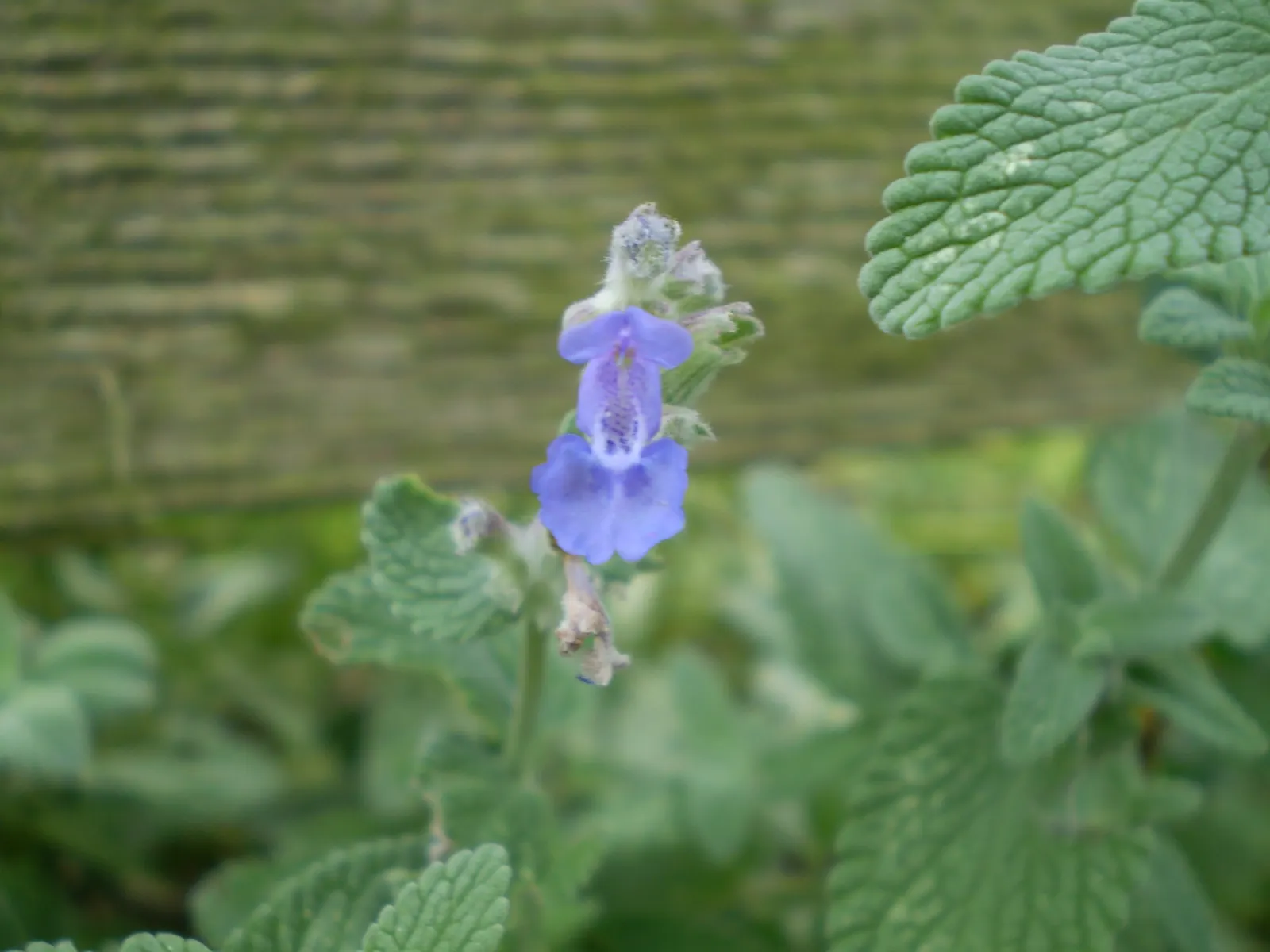 Catmint (Nepeta X Faassenii) — and the flowers are a magnet for pollinators such as bees and butterflies