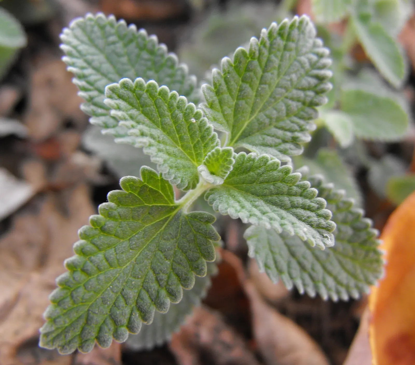 Catmint (Nepeta X Faassenii) — commonly referred to as Catmint; despite being drought-tolerant once established