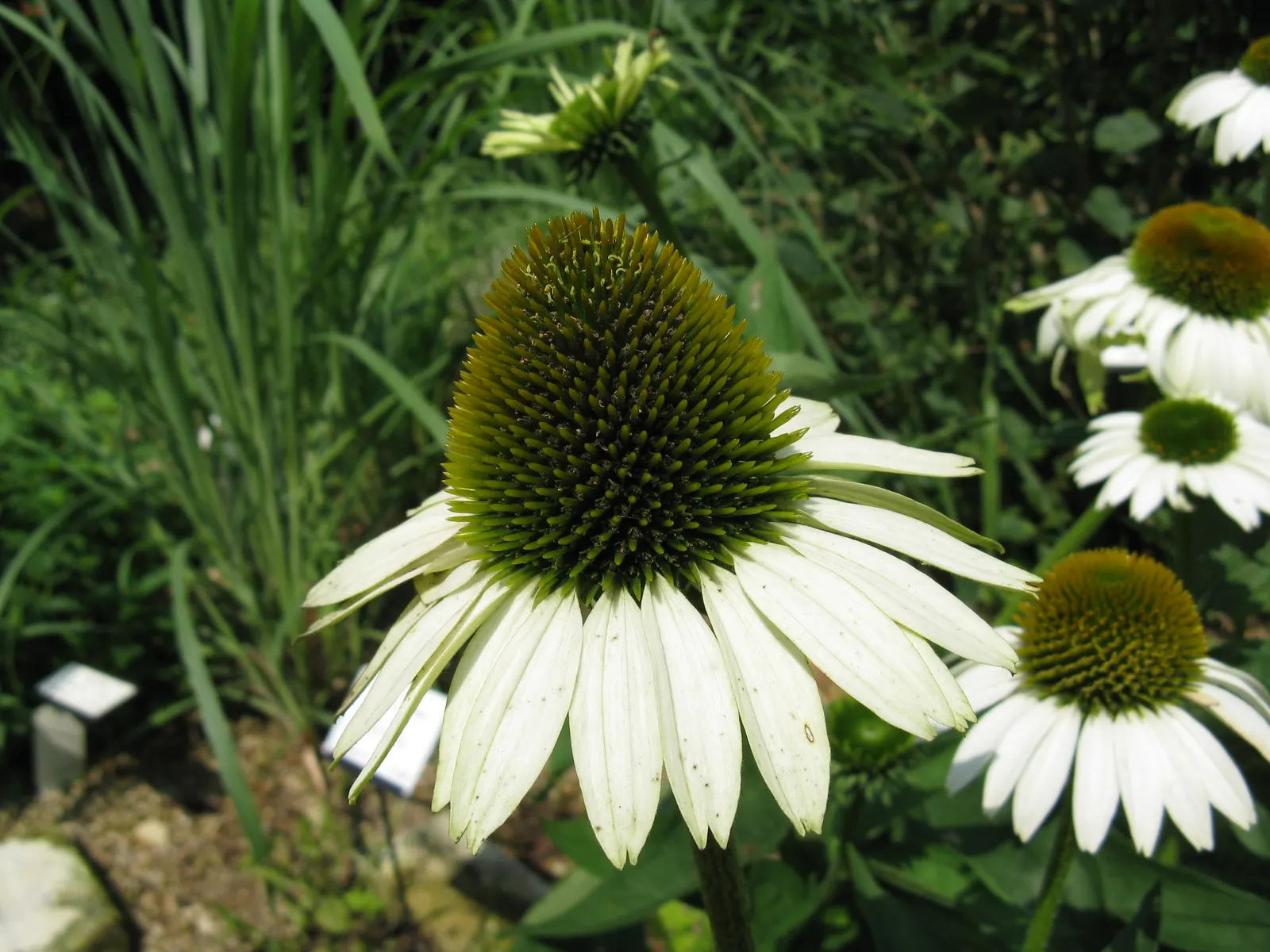 Primadonna White Coneflower (Echinacea 'Primadonna White') — The Echinacea 'Primadonna White,' commonly known as the Primadonna White Coneflower
