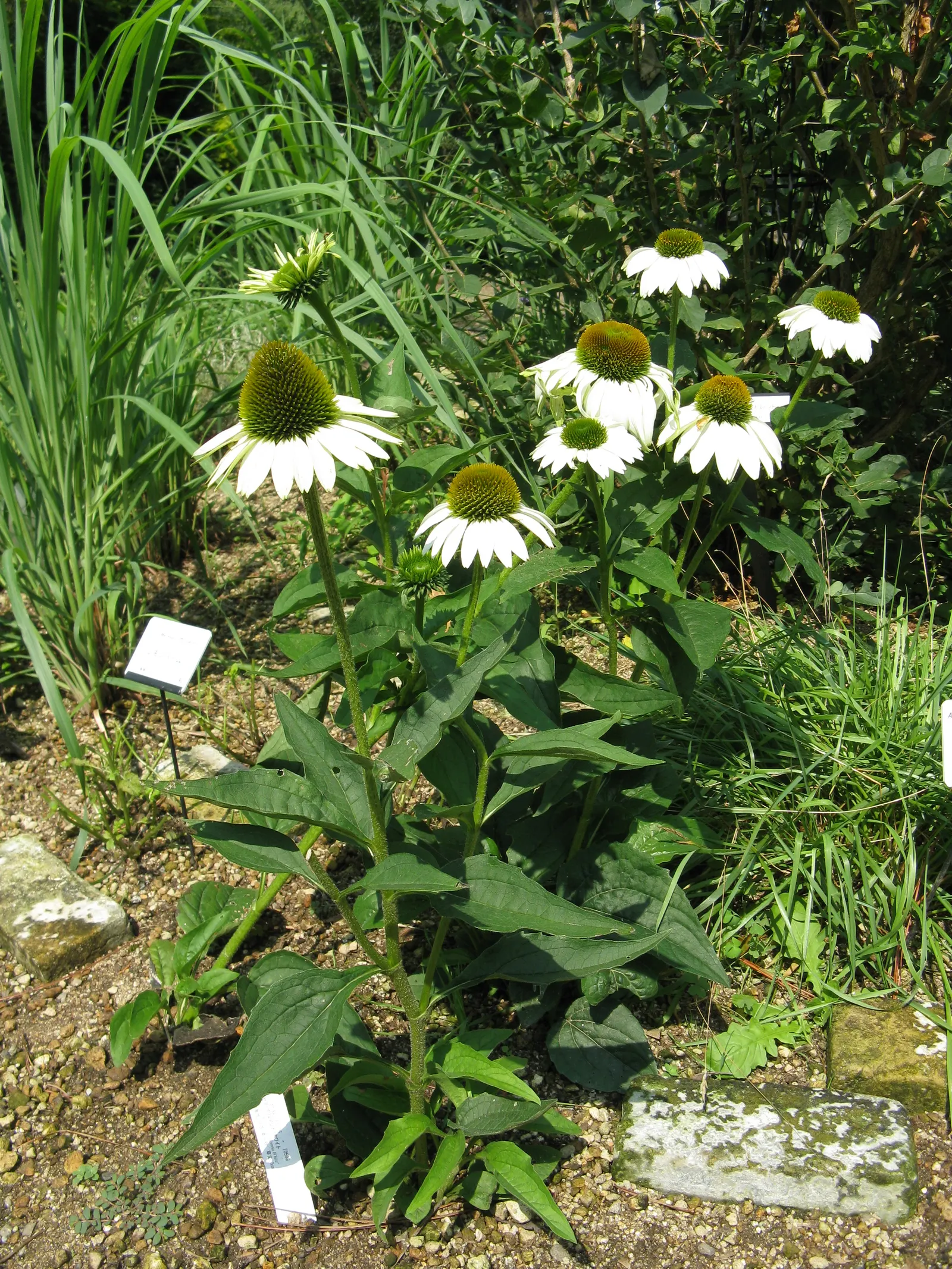 Primadonna White Coneflower (Echinacea 'Primadonna White') — daisy-like flowers with a prominent