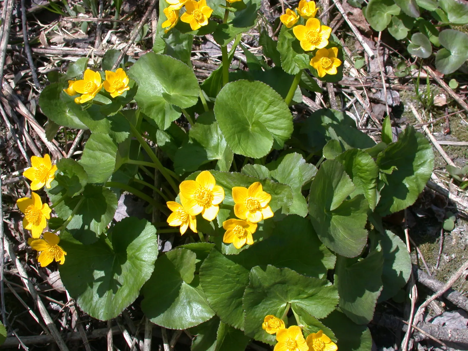 Marsh Marigold (Caltha Palustris) — or the edges of ponds and streams; thriving in USDA hardiness zones 3 to 7, image 102