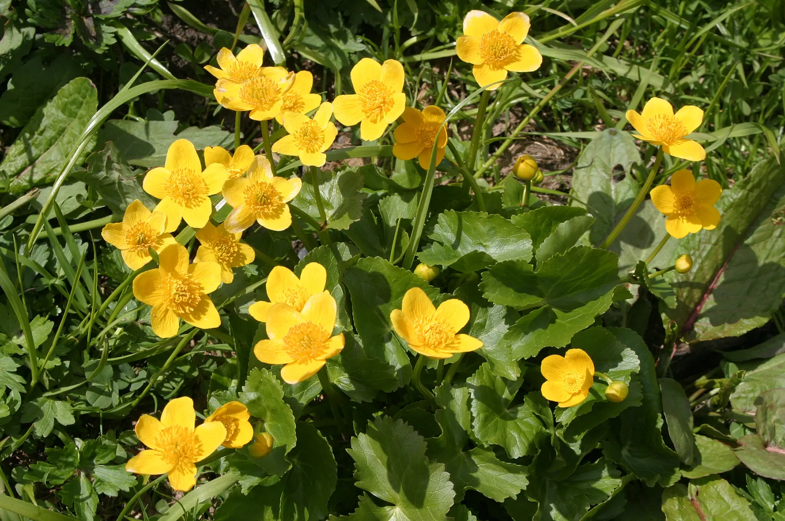Marsh Marigold (Caltha Palustris) — Maintenance is minimal, but the soil should be kept consistently moist, especially during dry spells; adding a splash of