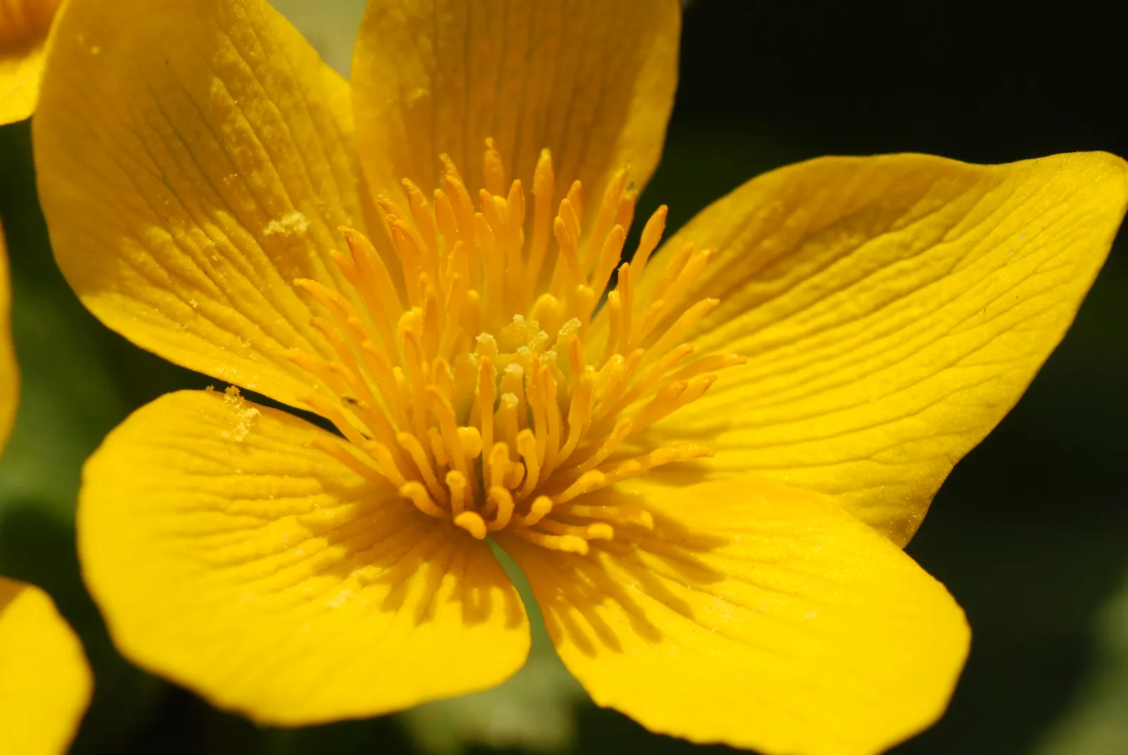 Marsh Marigold (Caltha Palustris) — Thriving in USDA hardiness zones 3 to 7; growing 1-1.5 feet tall and wide, image 51