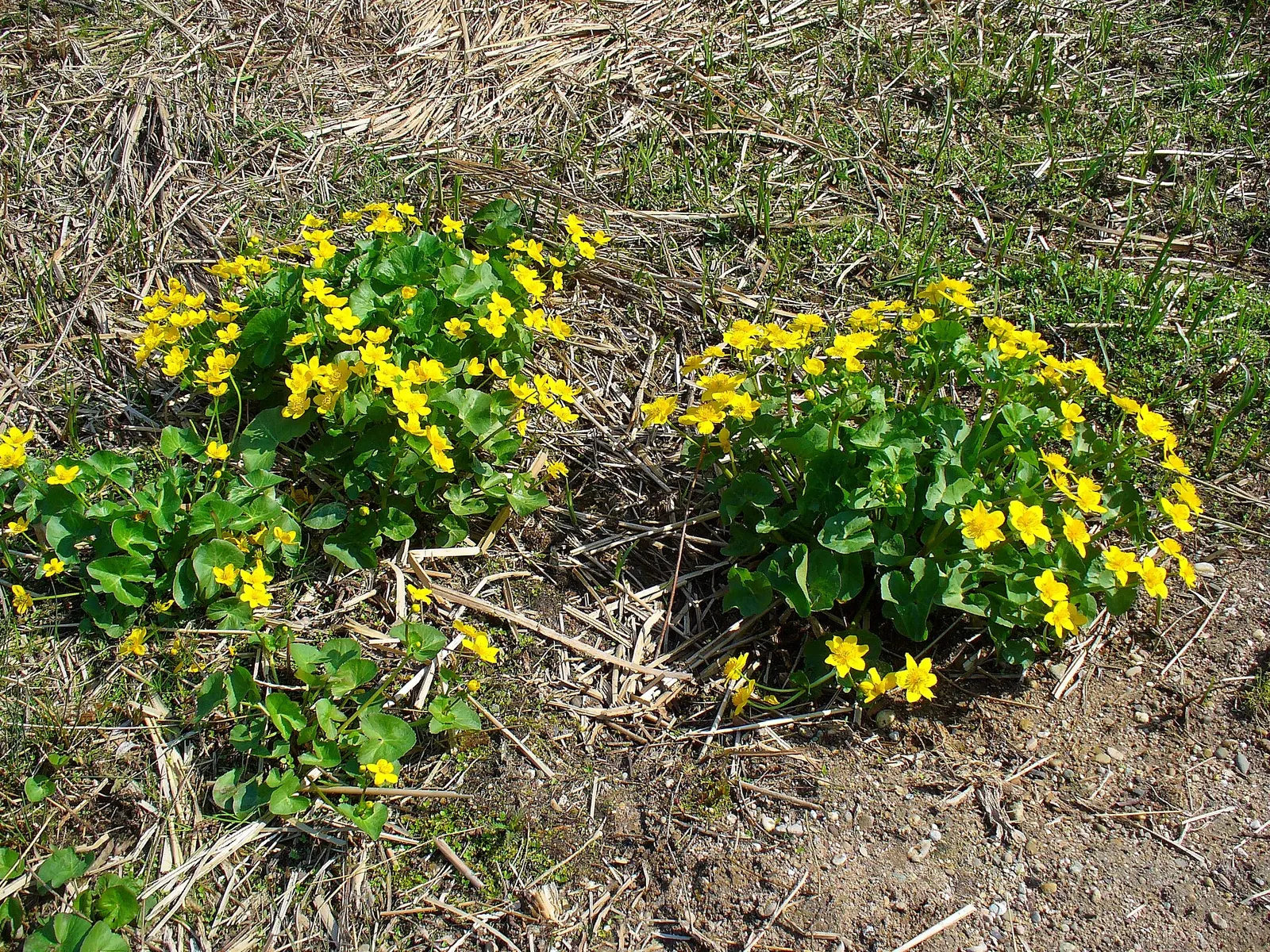 Marsh Marigold (Caltha Palustris) — which can reach up to 2 inches in diameter; it requires full sun to part shade and prefers a rich, damp soil that is acidic