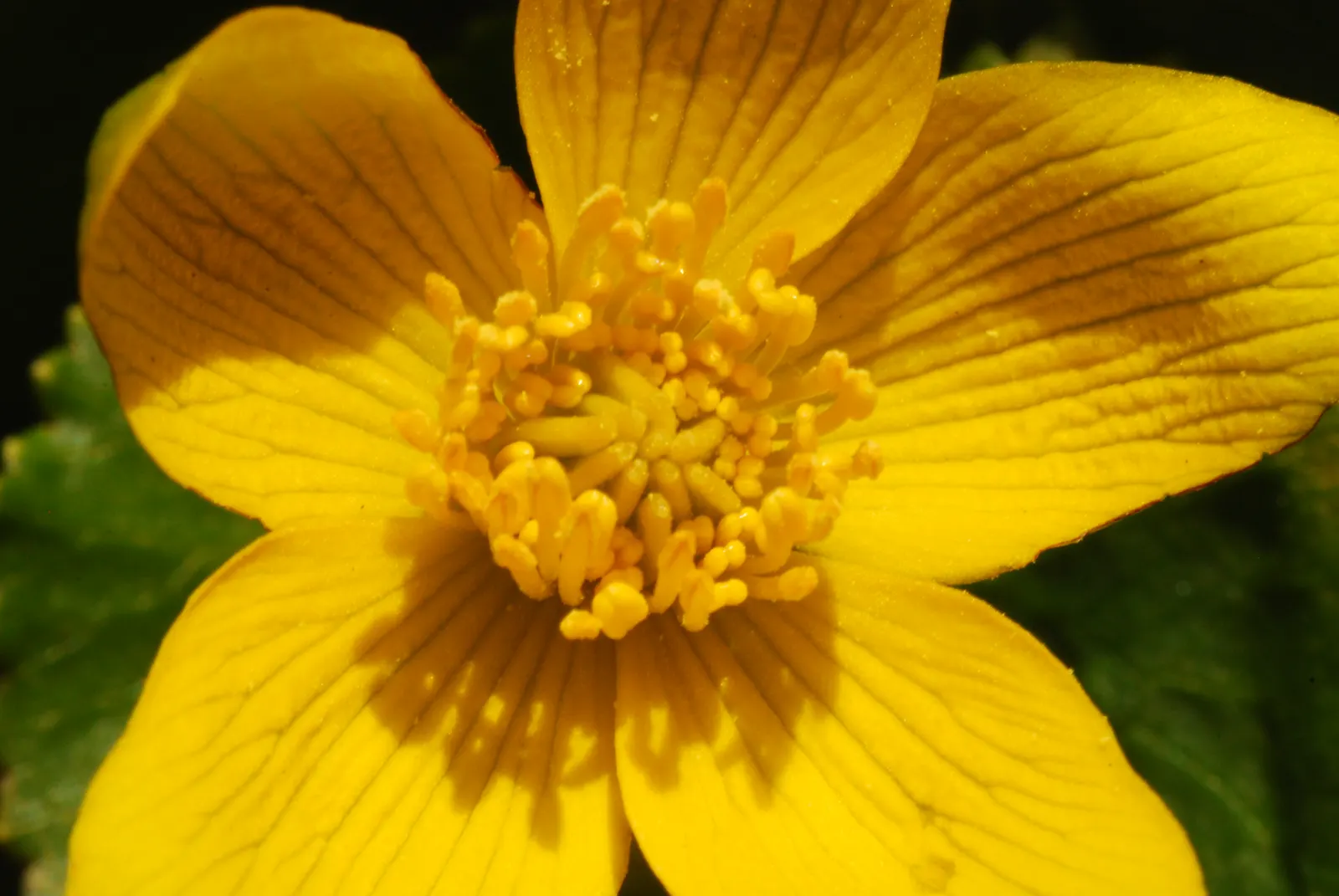Marsh Marigold (Caltha Palustris) — Furthermore, its early bloom time provides an essential nectar source for pollinators emerging in spring, image 63