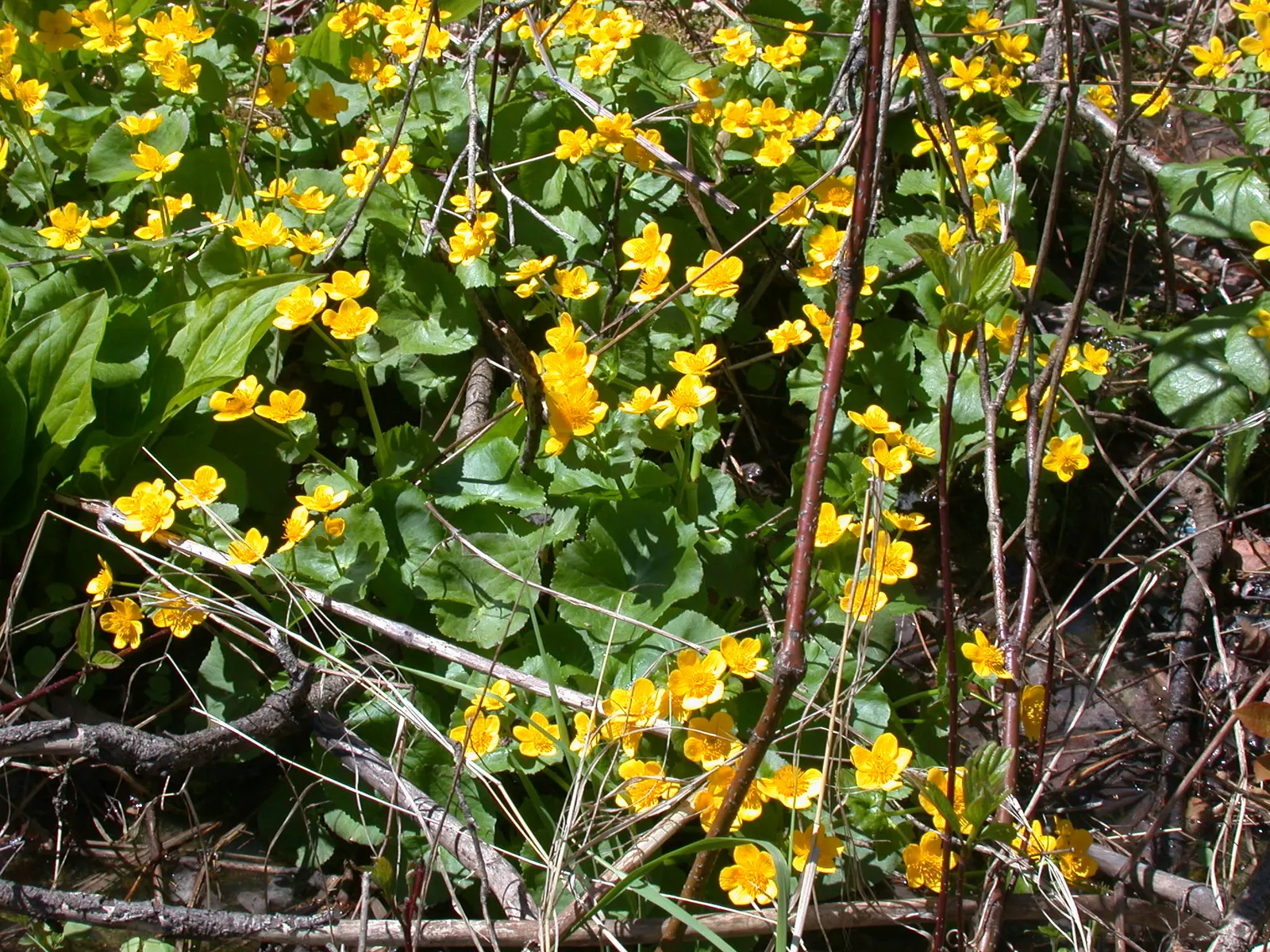 Marsh Marigold (Caltha Palustris) — or the edges of ponds and streams