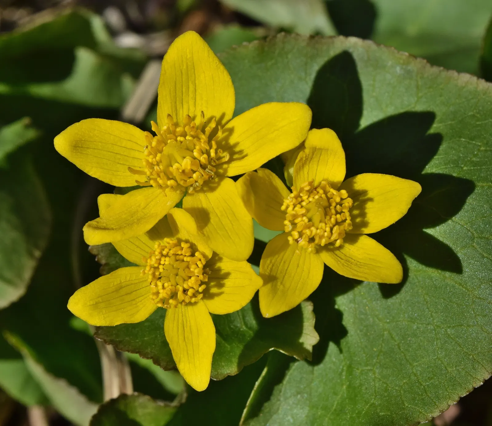 Marsh Marigold (Caltha Palustris) — which can reach up to 2 inches in diameter