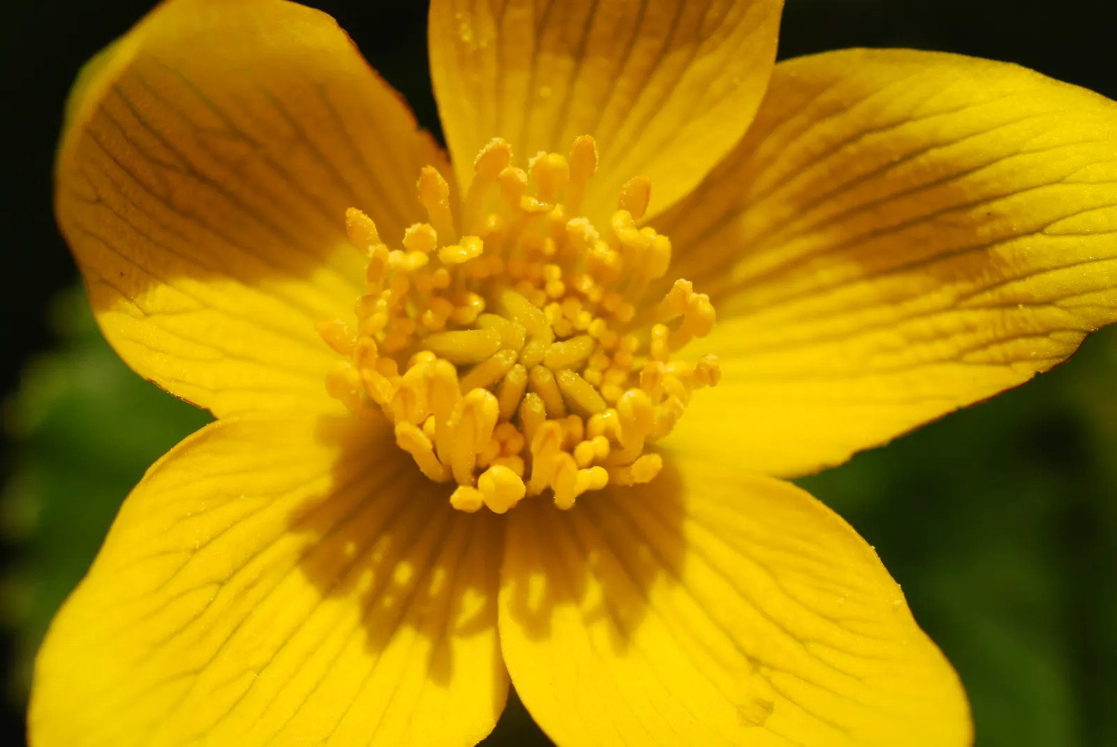 Marsh Marigold (Caltha Palustris) — making it a compact yet impactful landscape choice; <br><br>For your client's garden