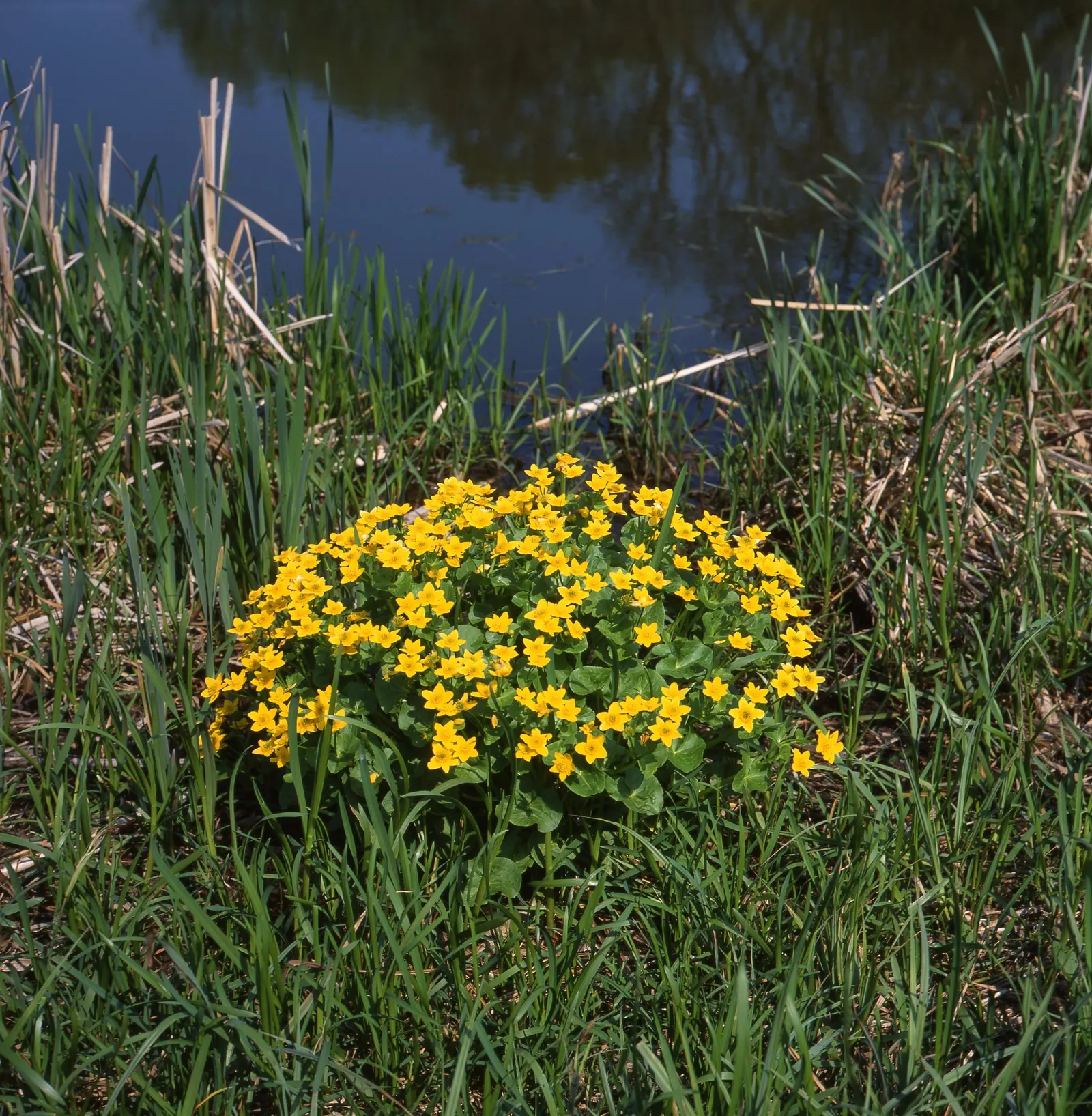 Marsh Marigold (Caltha Palustris) — or the edges of ponds and streams; thriving in USDA hardiness zones 3 to 7, image 58