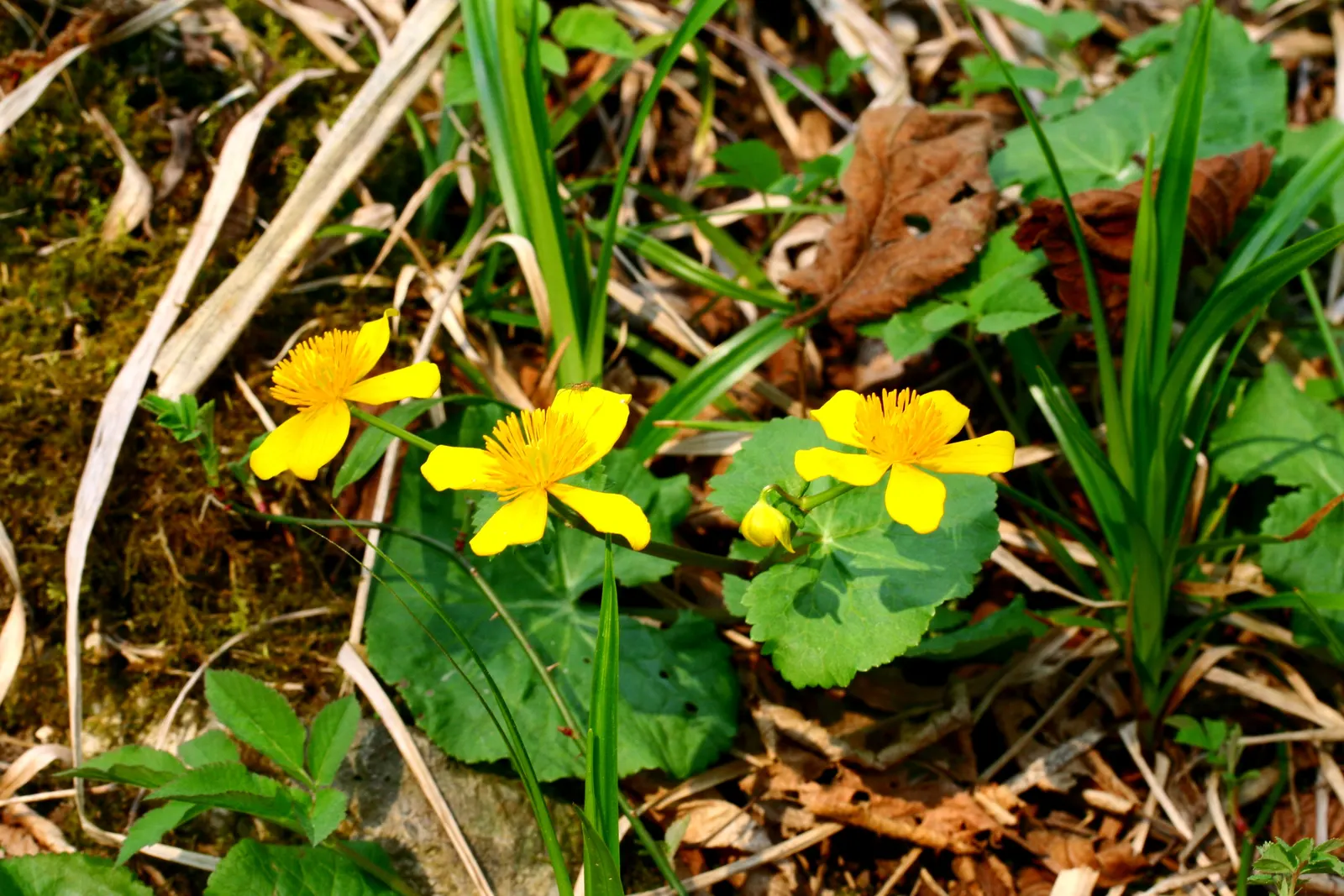 Marsh Marigold (Caltha Palustris) — making it a compact yet impactful landscape choice; <br><br>For your client's garden, image 97