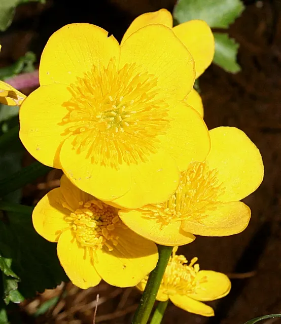 Marsh Marigold (Caltha Palustris) — are buttercup-shaped and appear on stout stems