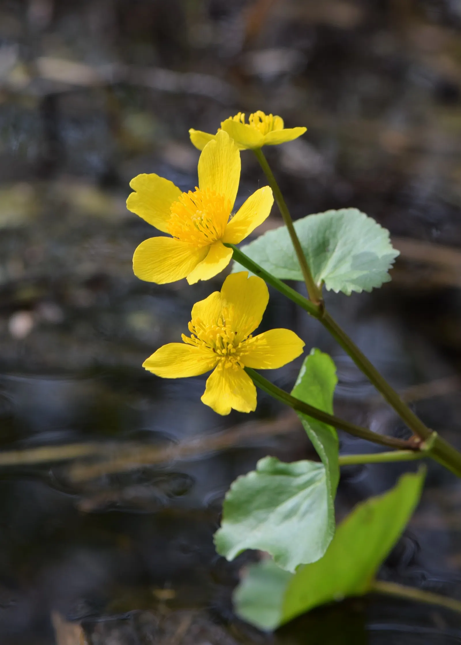 Marsh Marigold (Caltha Palustris) — adding a splash of golden yellow to the garden in the early spring; maintenance is minimal, but the soil should, image 116
