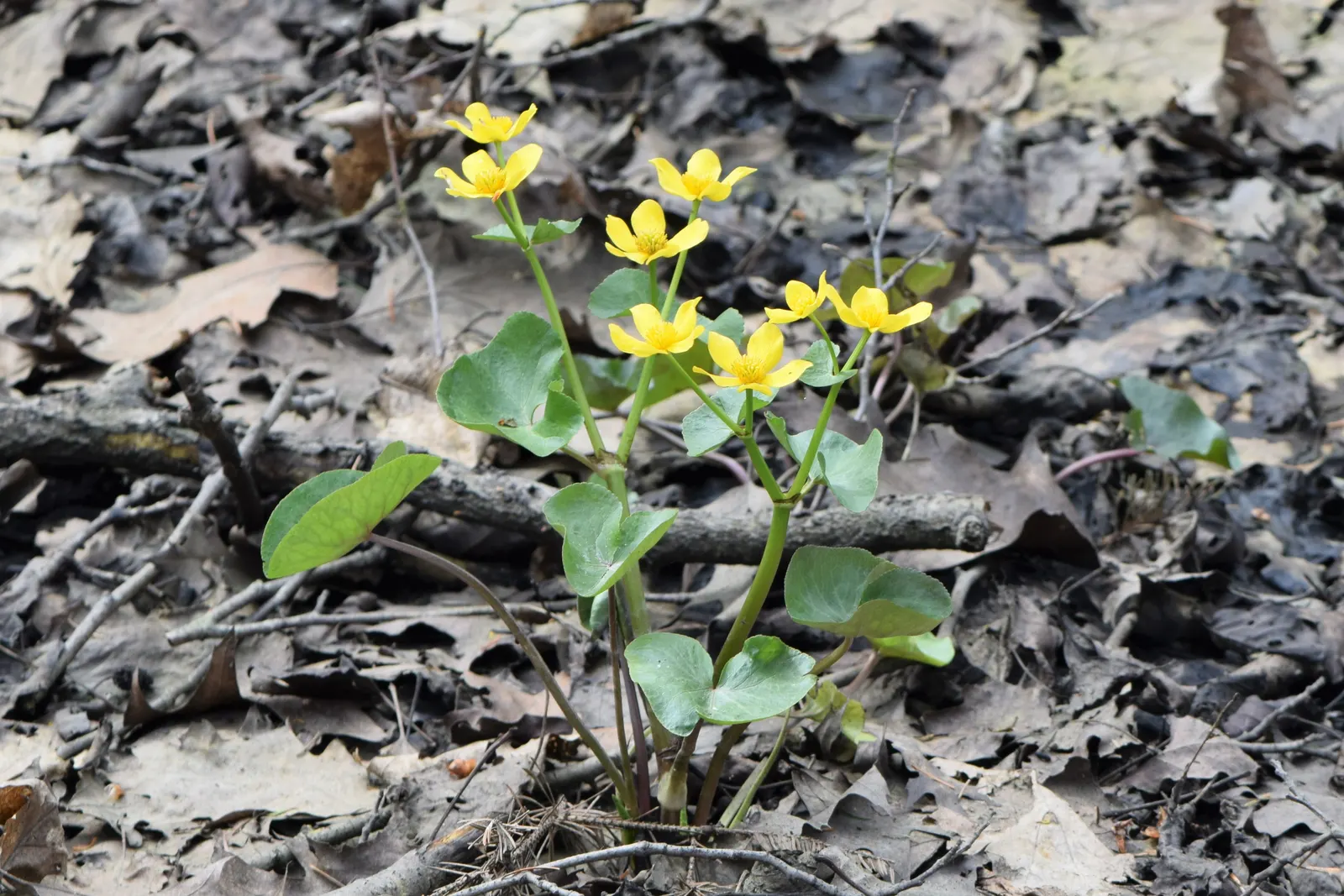 Marsh Marigold (Caltha Palustris) — This species is generally pest and disease-resistant, making it a resilient addition to the garden; are, image 106