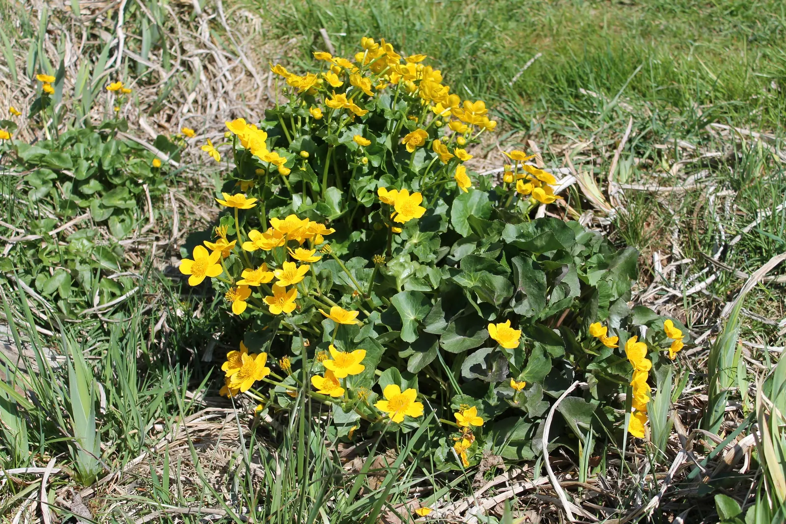 Marsh Marigold (Caltha Palustris) — yellow flowers in the garden; marsh Marigold (Caltha palustris) is a vibrant perennial plant, image 108