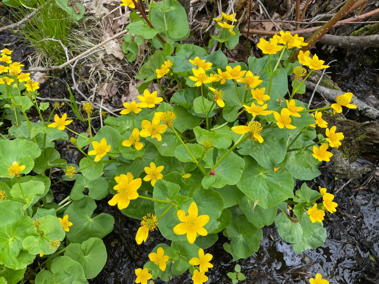 Marsh Marigold (Caltha Palustris) — Marsh Marigold (Caltha palustris) is a vibrant perennial plant; heart-shaped leaves up to 8 inches across