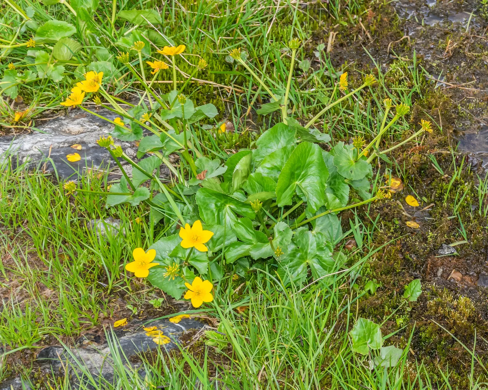Marsh Marigold (Caltha Palustris) — yellow flowers in the garden; marsh Marigold (Caltha palustris) is a vibrant perennial plant, image 86