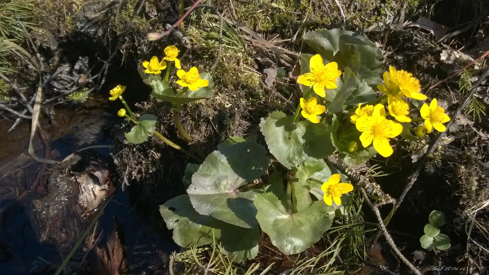 Marsh Marigold (Caltha Palustris) — which can reach up to 2 inches in diameter; it requires full sun to part shade and prefers a rich, damp soil, image 122