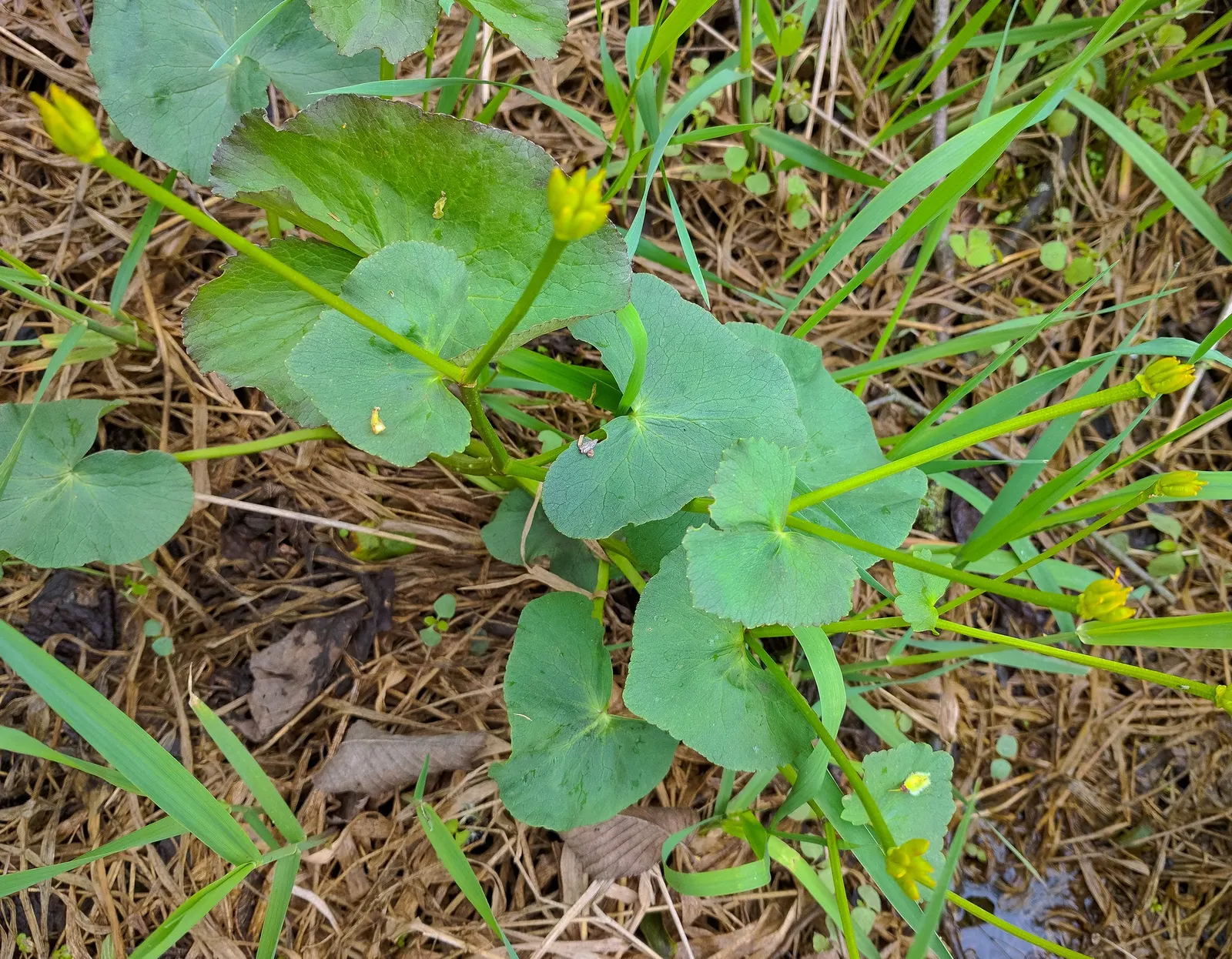 Marsh Marigold (Caltha Palustris) — Thriving in USDA hardiness zones 3 to 7; growing 1-1.5 feet tall and wide, image 117