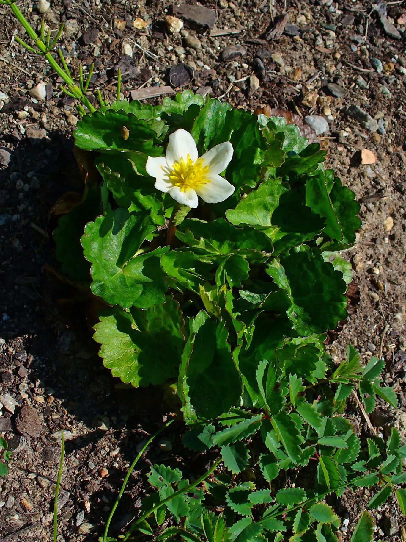 Marsh Marigold (Caltha Palustris) — heart-shaped leaves and vibrant yellow buttercup-like flowers blooming in early spring