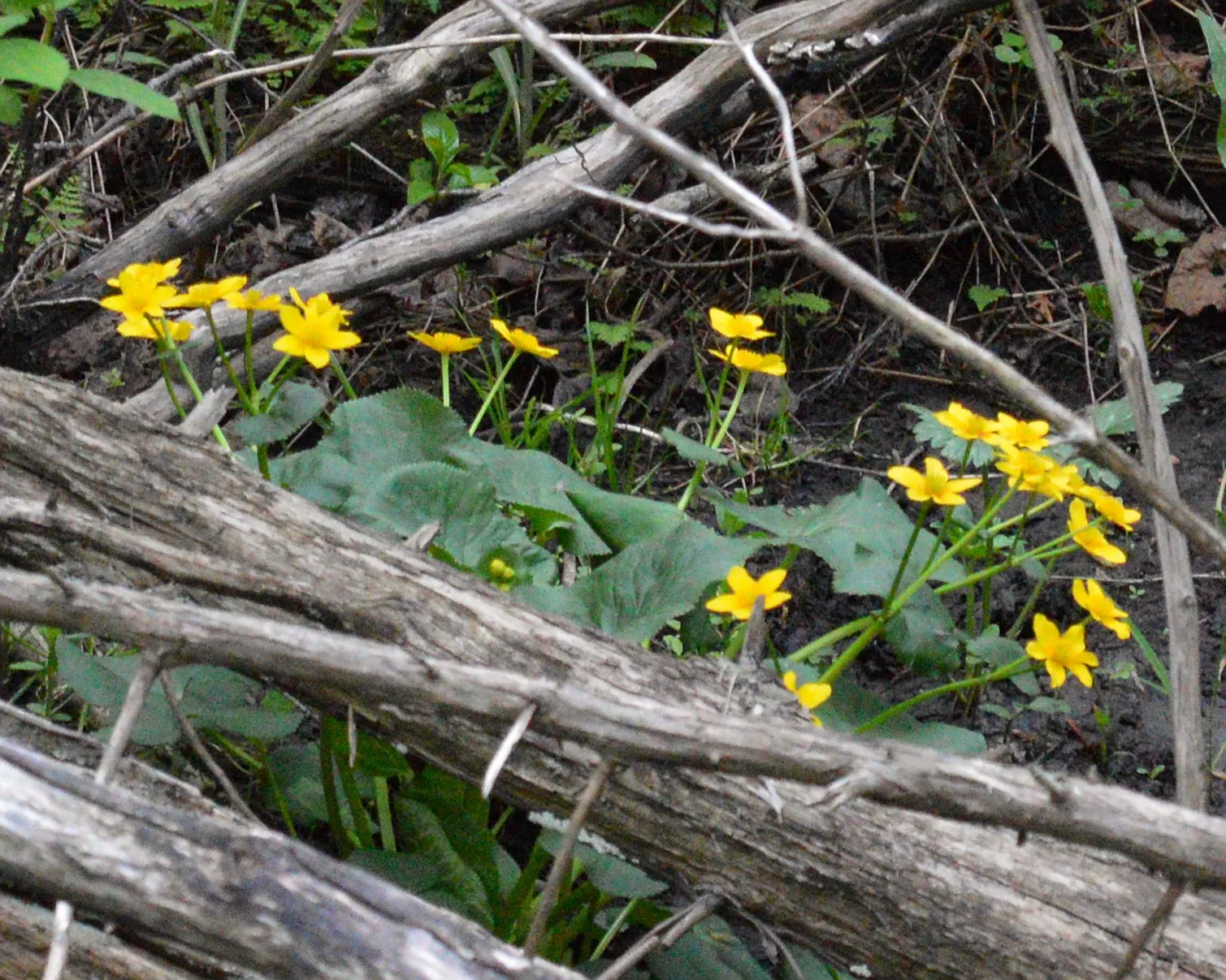 Marsh Marigold (Caltha Palustris) — perennial for full