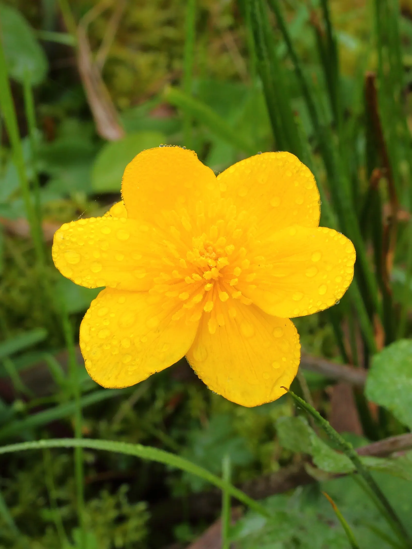 Marsh Marigold (Caltha Palustris) — this herbaceous plant typically grows 1 to 1.5 feet in height with a similar spread; making it a compact yet, image 118