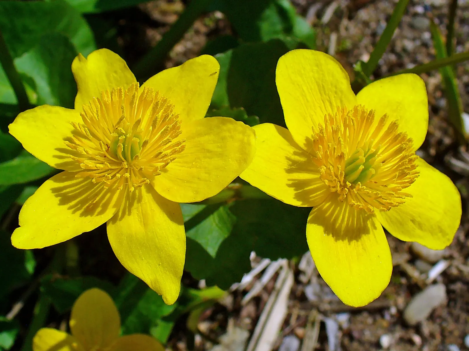 Marsh Marigold (Caltha Palustris) — perennial with yellow blooms; which can reach up to 2 inches in diameter