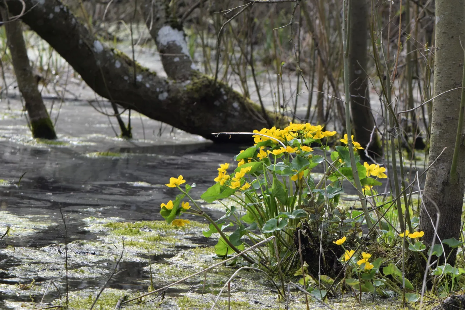 Marsh Marigold (Caltha Palustris) — Marsh Marigold (Caltha palustris) is a vibrant perennial plant