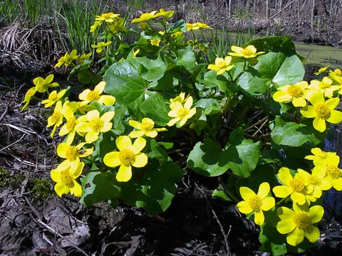Marsh Marigold (Caltha Palustris) — it provides an interesting texture and a lush green backdrop for its flowers; this herbaceous plant typically, image 77