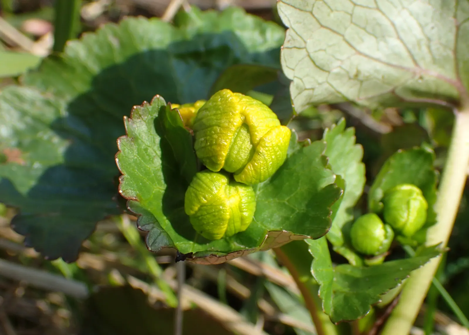 Marsh Marigold (Caltha Palustris) — which can reach up to 2 inches in diameter; it requires full sun to part shade and prefers a rich, damp soil, image 100