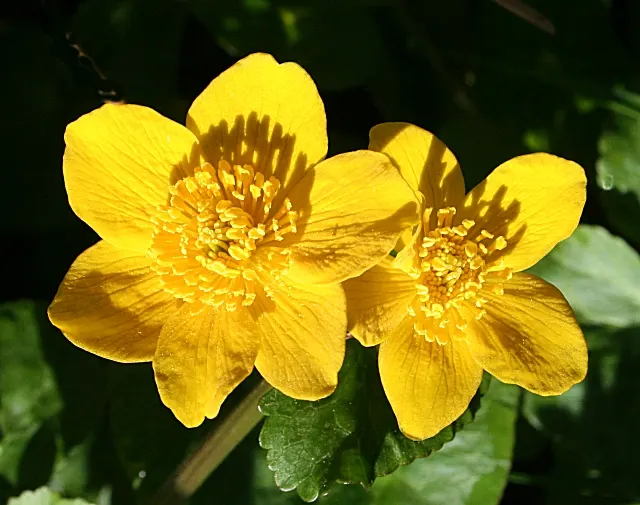 Marsh Marigold (Caltha Palustris) — this herbaceous plant typically grows 1 to 1.5 feet in height with a similar spread