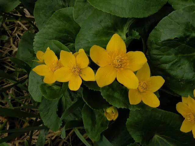 Marsh Marigold (Caltha Palustris) — perennial with yellow blooms; which can reach up to 2 inches in diameter, image 87