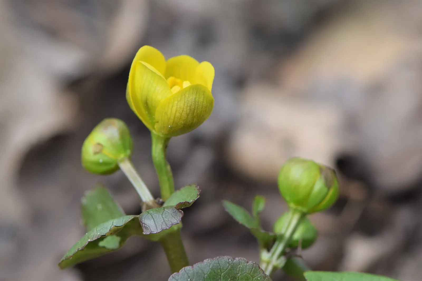 Marsh Marigold (Caltha Palustris) — are buttercup-shaped and appear on stout stems; perennial for full, image 79