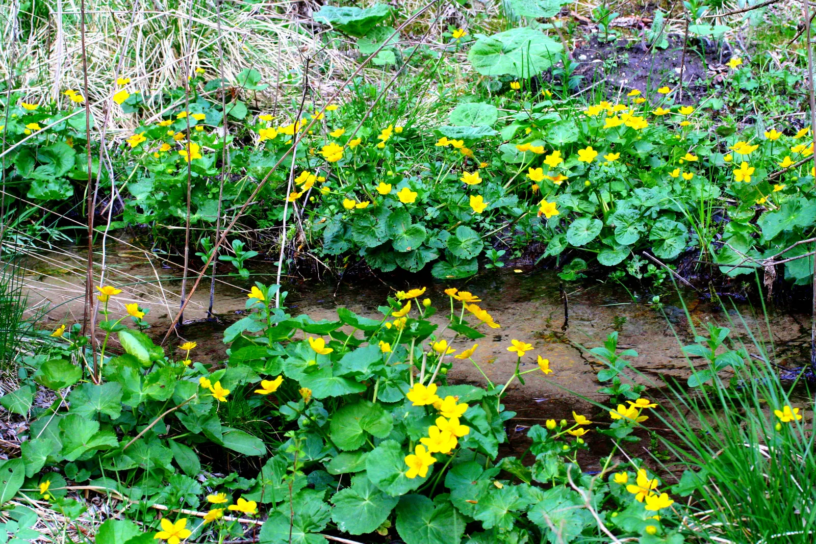 Marsh Marigold (Caltha Palustris) — Maintenance is minimal, but the soil should be kept consistently moist, especially during dry spells; adding a, image 105