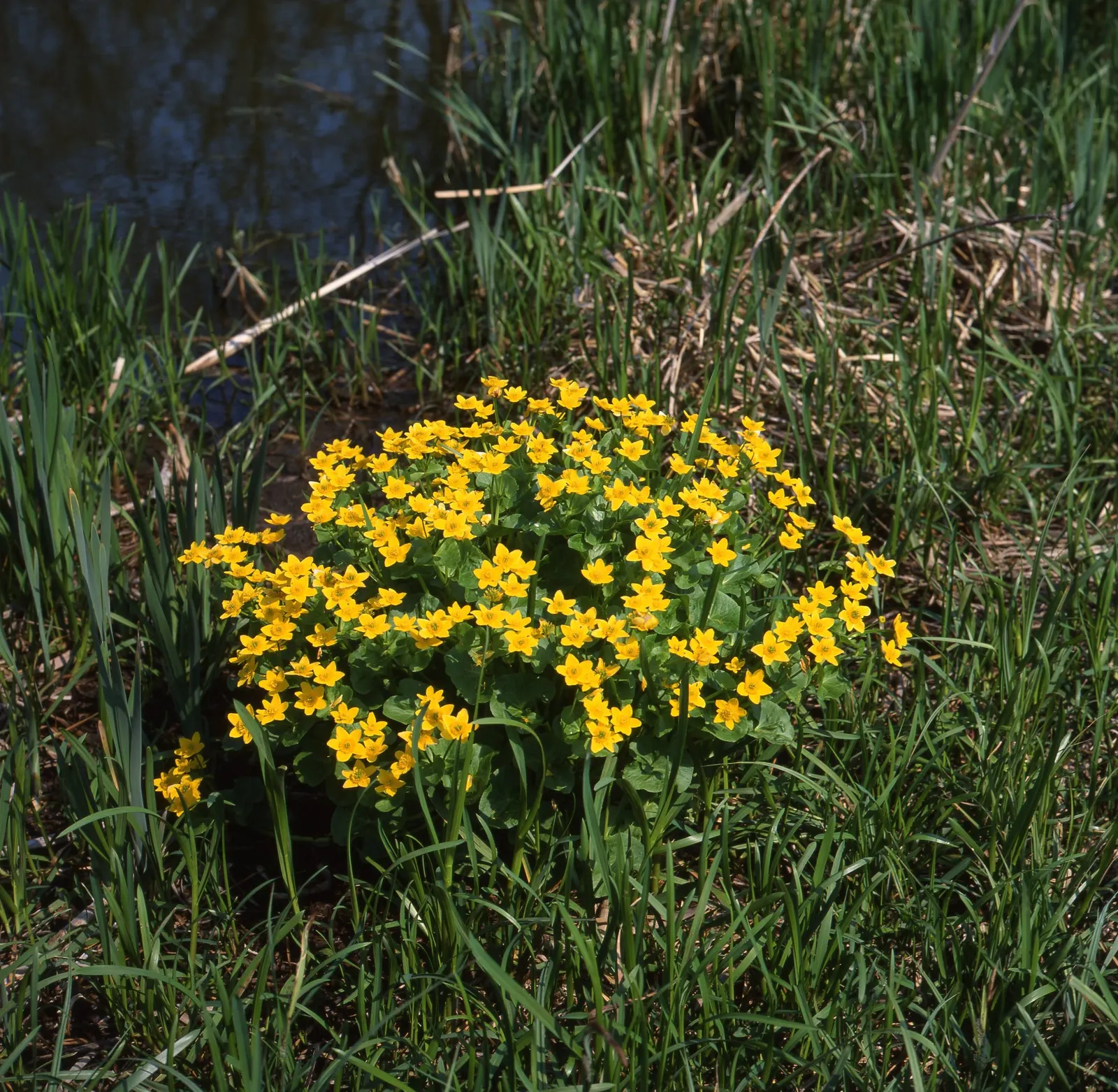 Marsh Marigold (Caltha Palustris) — or the edges of ponds and streams; thriving in USDA hardiness zones 3 to 7, image 80