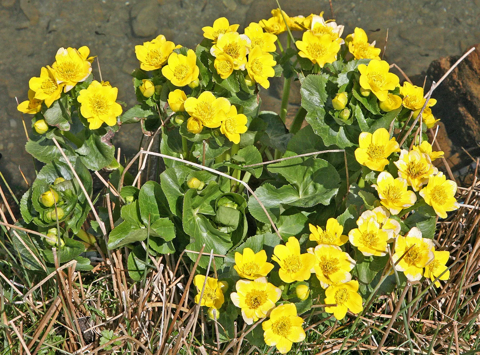 Marsh Marigold (Caltha Palustris) — Marsh Marigold (Caltha palustris) is a vibrant perennial plant; heart-shaped leaves up to 8 inches across, image 49