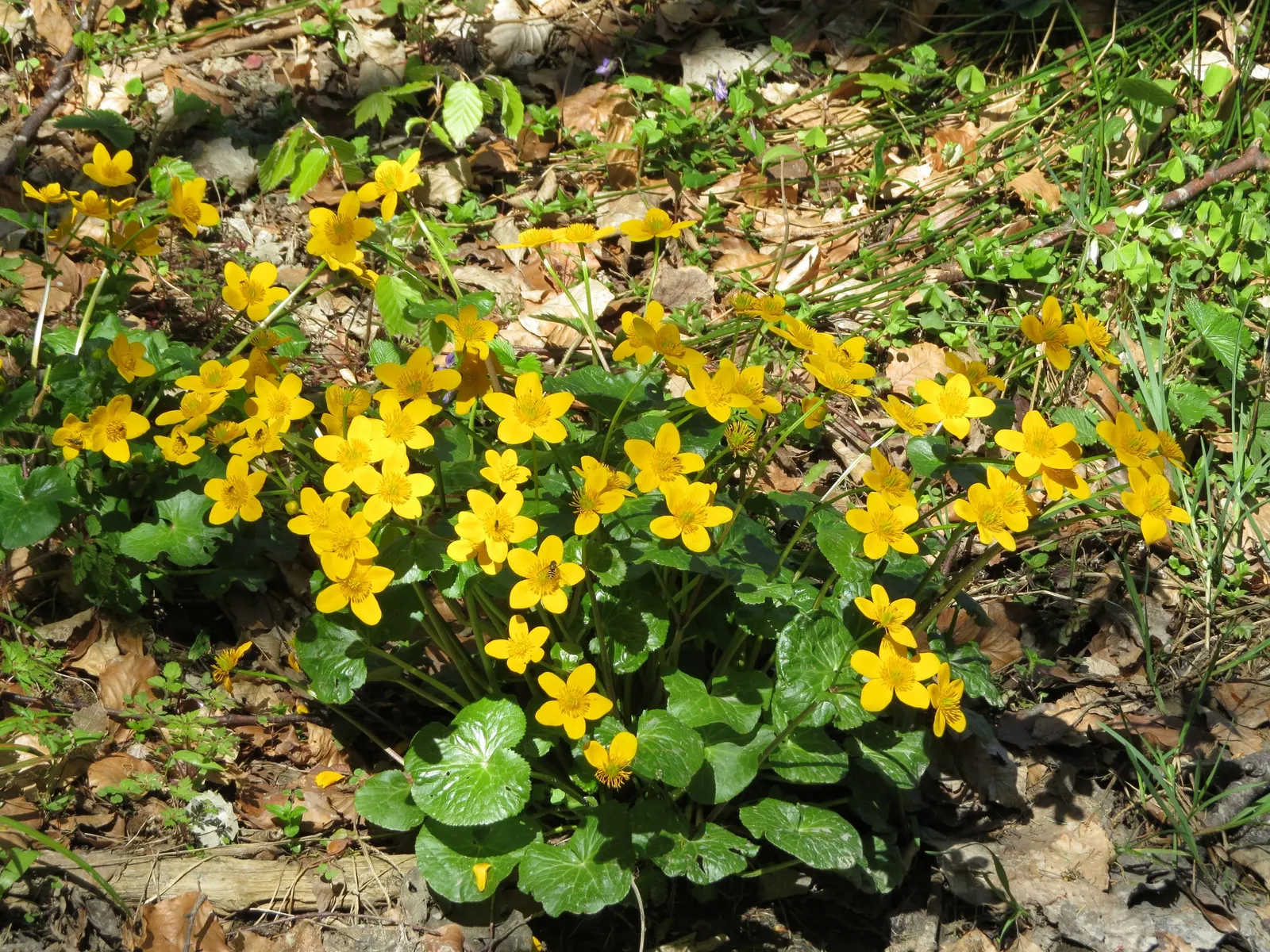 Marsh Marigold (Caltha Palustris) — <br><br>For your client's garden; perennial with yellow blooms, image 60