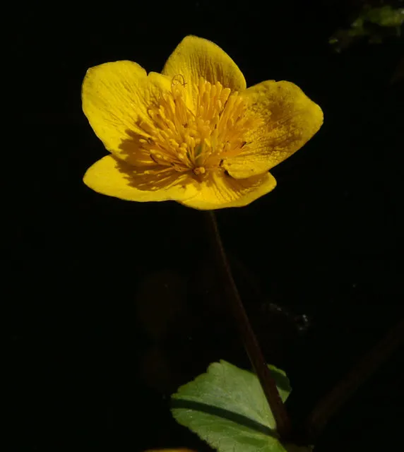 Marsh Marigold (Caltha Palustris) — Maintenance is minimal, but the soil should be kept consistently moist, especially during dry spells; adding a, image 83