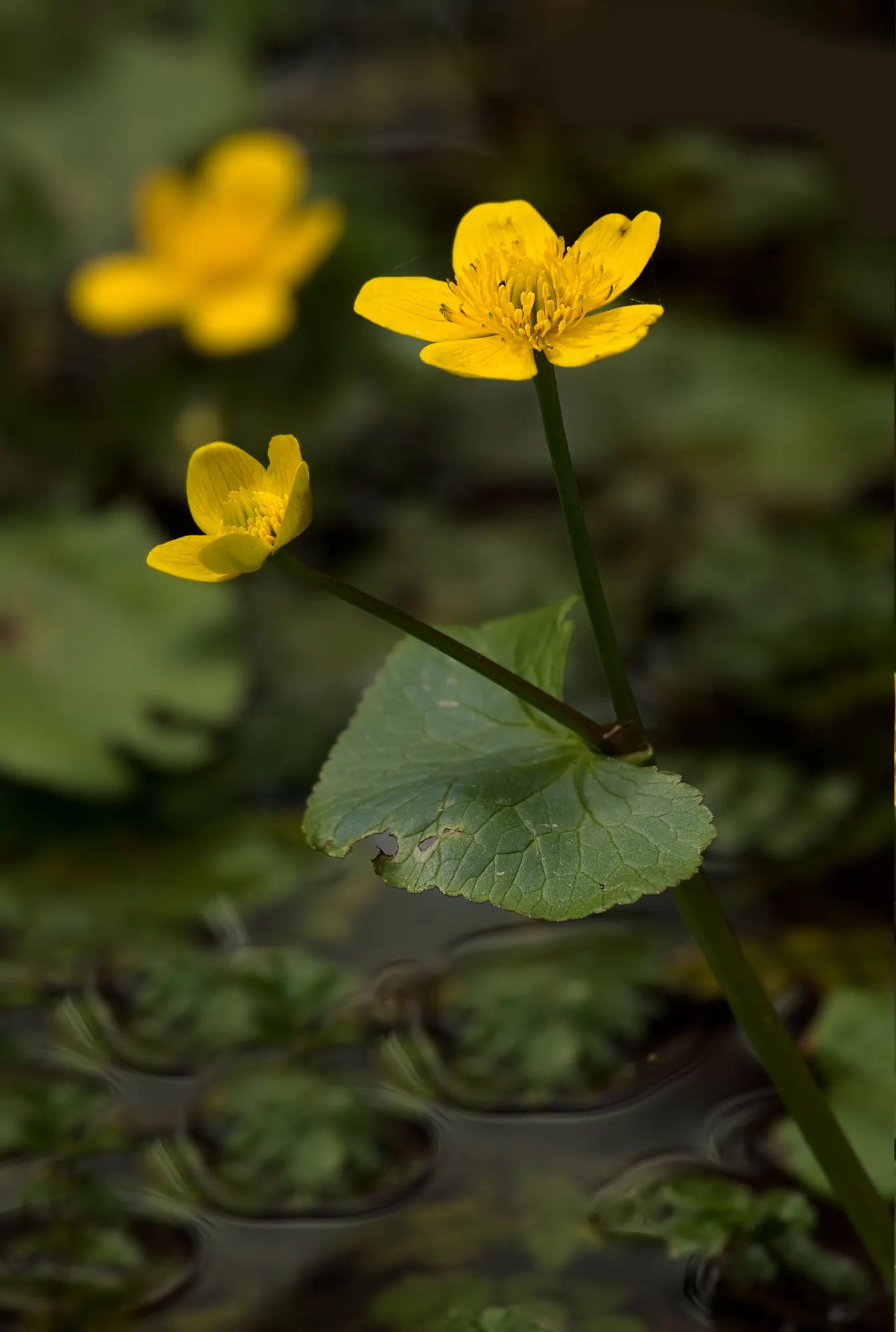 Marsh Marigold (Caltha Palustris) — or the edges of ponds and streams; thriving in USDA hardiness zones 3 to 7, image 124