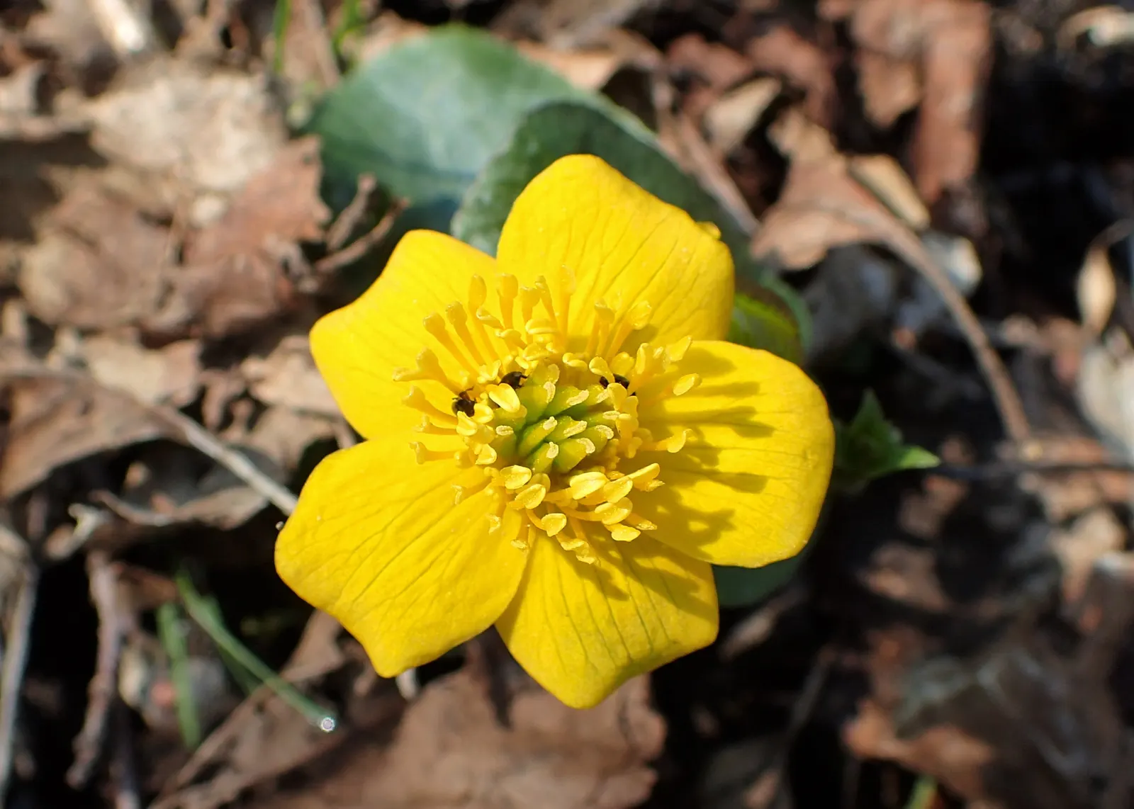 Marsh Marigold (Caltha Palustris) — adding a splash of golden yellow to the garden in the early spring; maintenance is minimal, but the soil should, image 94