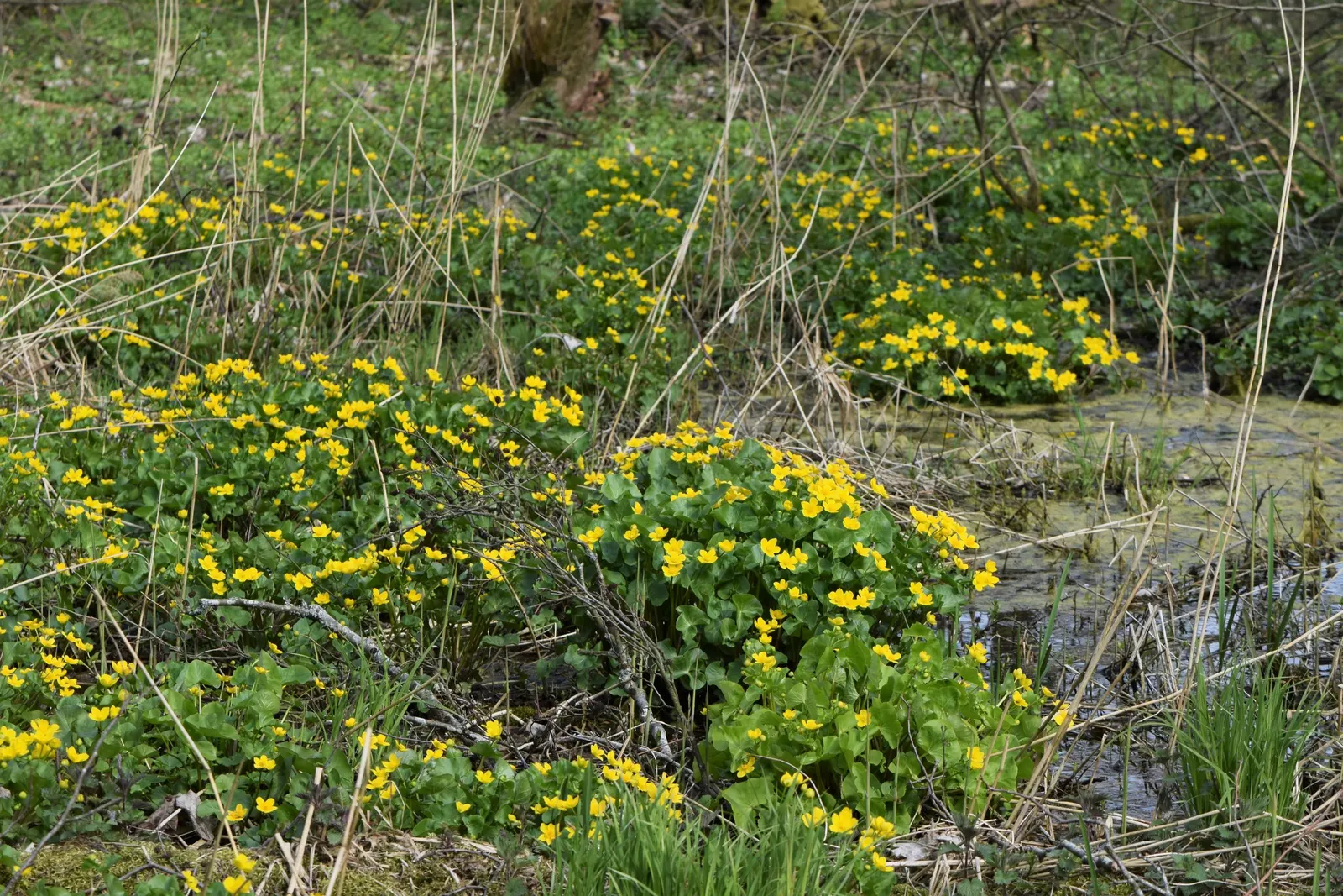 Marsh Marigold (Caltha Palustris) — Ideal for USDA zones 3-7, it prefers full to partial sun and consistently moist soil; heart-shaped leaves and, image 48