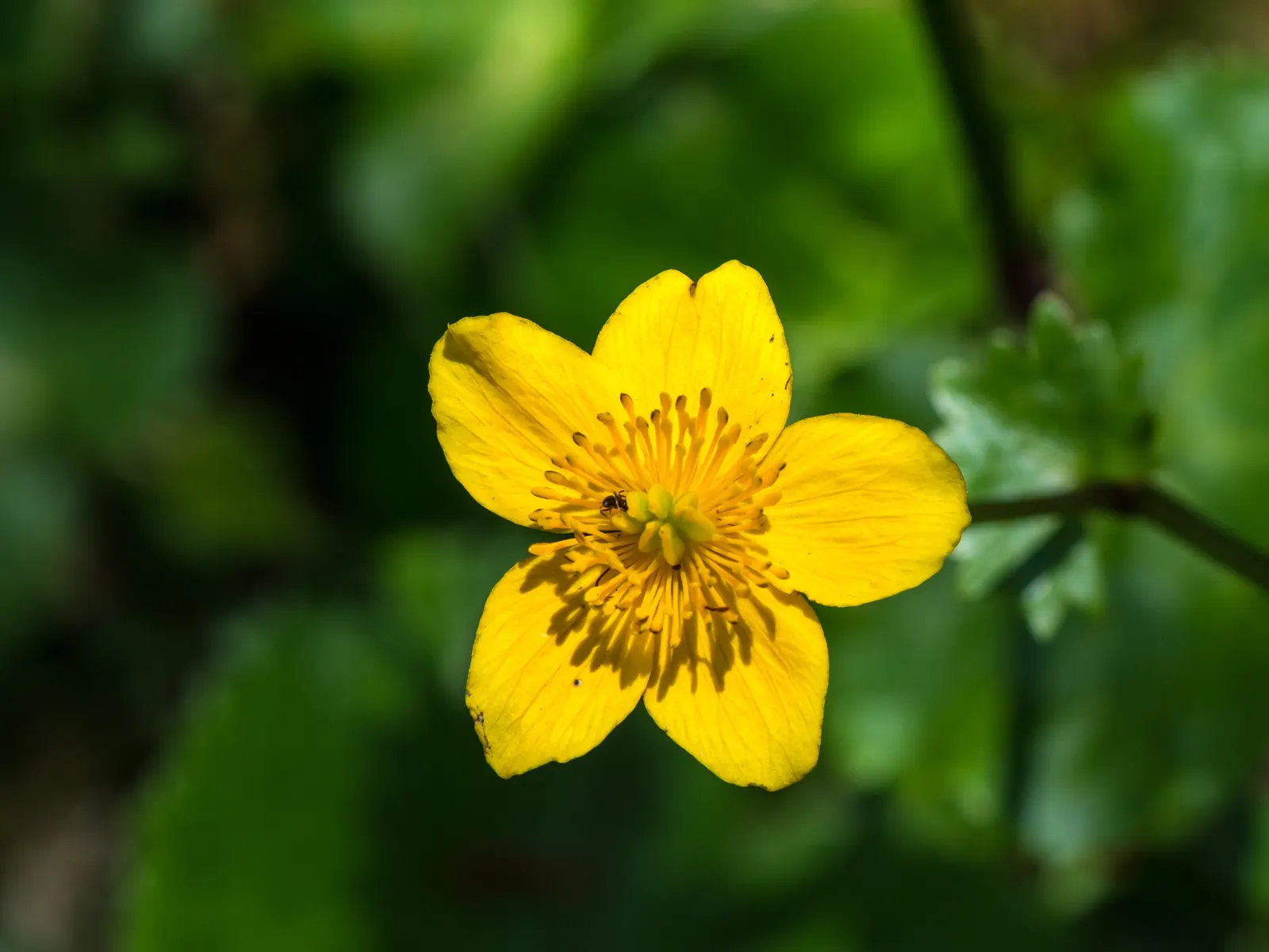 Marsh Marigold (Caltha Palustris) — are buttercup-shaped and appear on stout stems; perennial for full