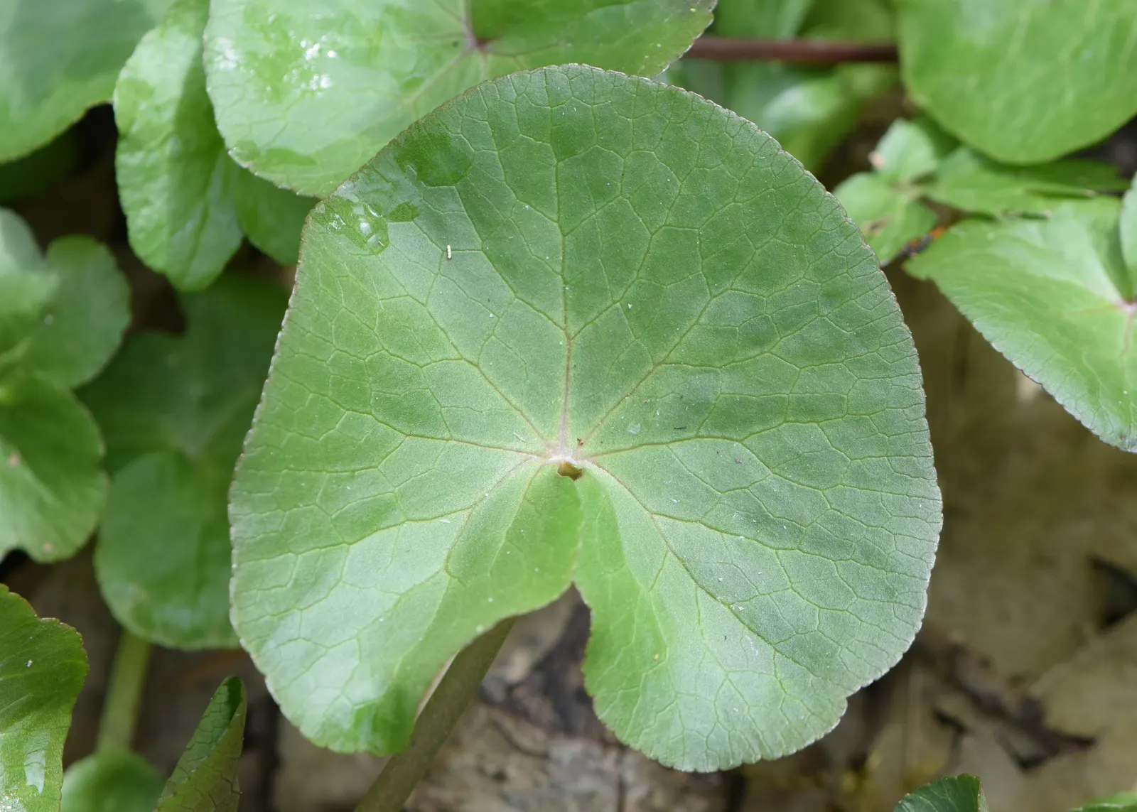 Marsh Marigold (Caltha Palustris) — which can reach up to 2 inches in diameter; it requires full sun to part shade and prefers a rich, damp soil, image 56