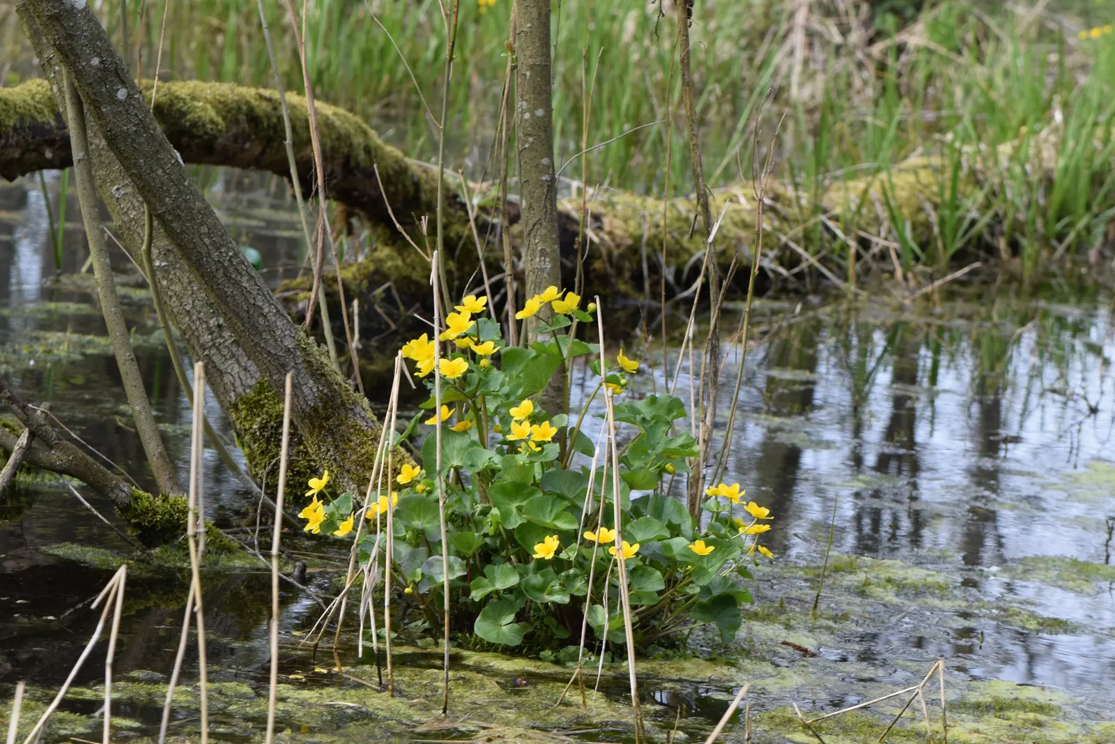 Marsh Marigold (Caltha Palustris) — Marsh Marigold (Caltha palustris) is a vibrant perennial plant; heart-shaped leaves up to 8 inches across, image 71