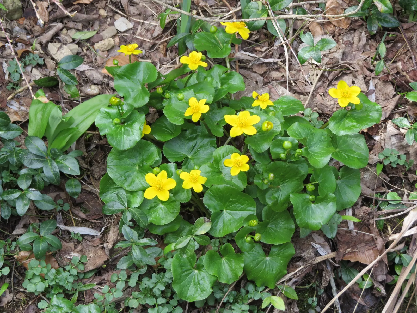 Marsh Marigold (Caltha Palustris) — perennial for full; furthermore, its early bloom time provides an essential nectar source for pollinators, image 66