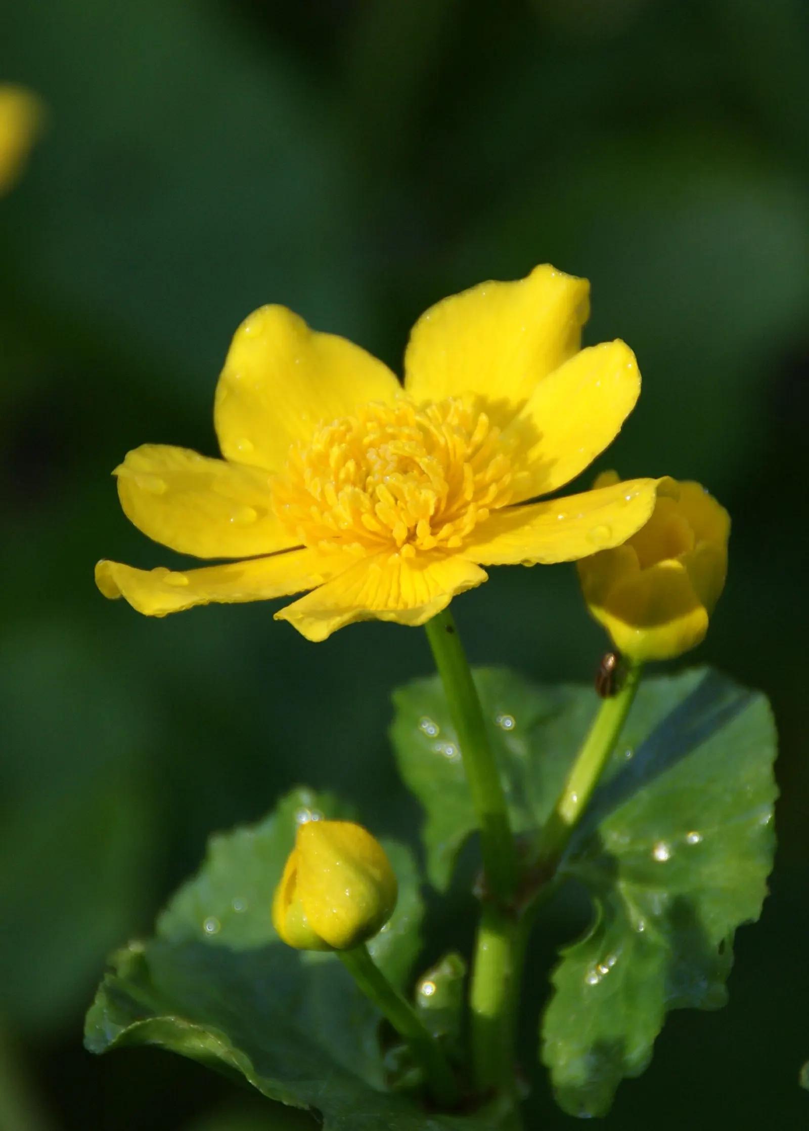 Marsh Marigold (Caltha Palustris) — Growing 1-1.5 feet tall and wide; it provides an interesting texture and a lush green backdrop for its flowers, image 68