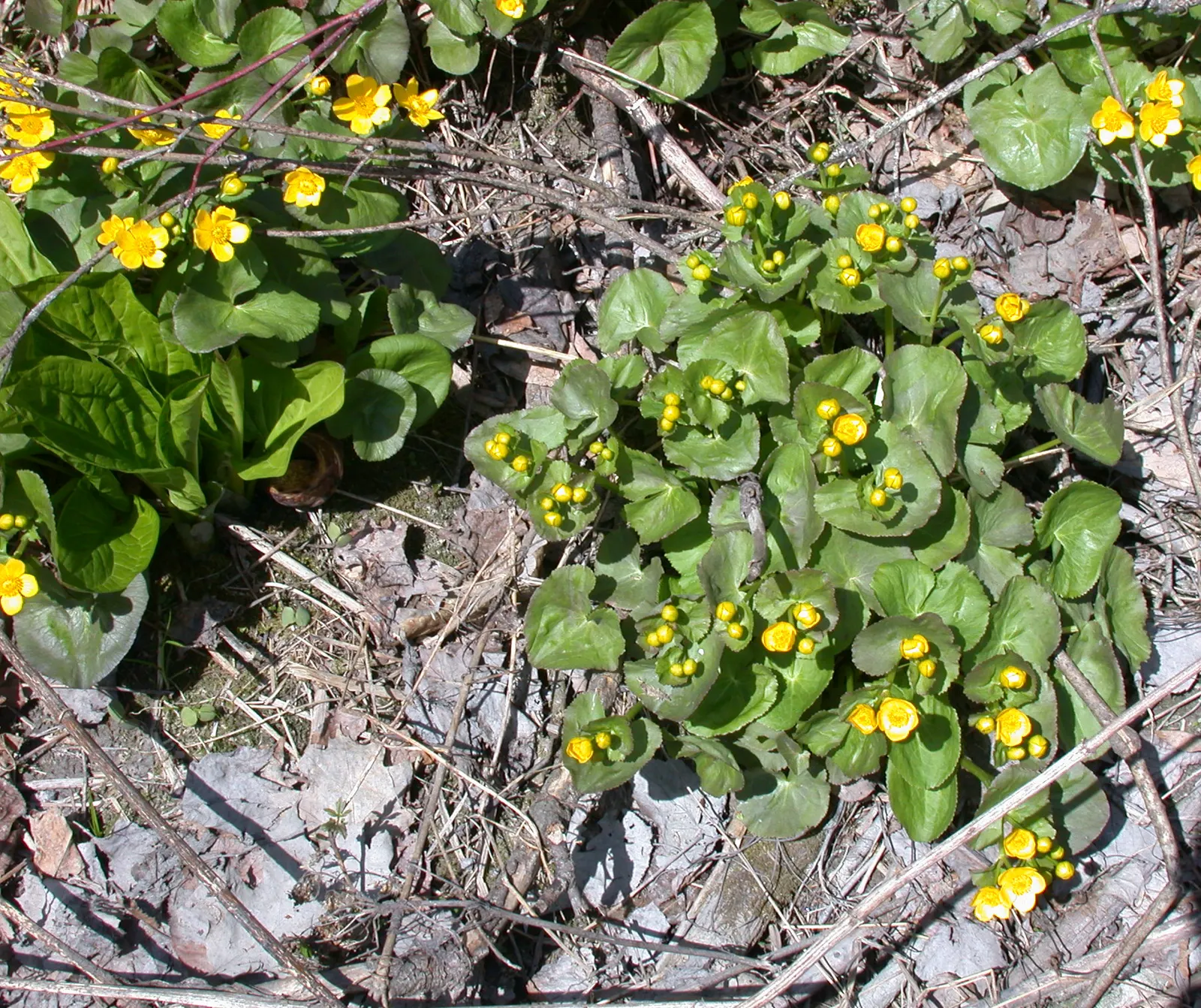 Marsh Marigold (Caltha Palustris) — This species is generally pest and disease-resistant, making it a resilient addition to the garden; are, image 128