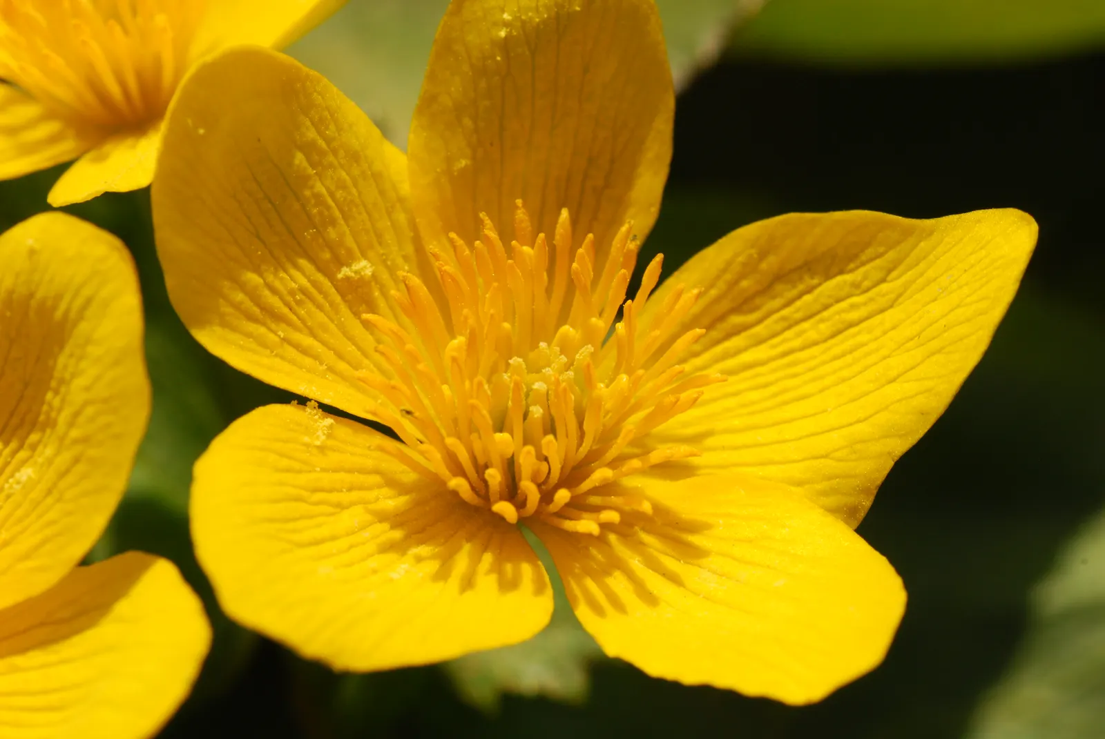 Marsh Marigold (Caltha Palustris) — yellow flowers in the garden; marsh Marigold (Caltha palustris) is a vibrant perennial plant